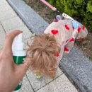솔라플러스 | 필수품 강아지진드기퇴치제! 진짜 해충방지 성분 IR3535가 함유된 바잇미 헤잇미 플러스 스프레이 후기
