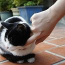 꿈꾸는고양이 이미지