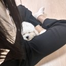 도그마루 - 부천시 원미구 소향로 181 | 도그마루 강아지 후기