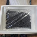 빈이네농장 | 아로니아 보관법 맛 먹는법 빈이네식탁 고창 아로니아