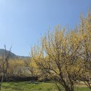 구례꽃구경💛차안막히는 곳으로 다녀왔어요!구례 산수유시목지