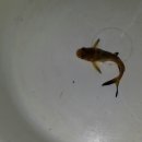 용풍낚시터 이미지