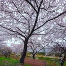 동해체육공원 | 동해시 전천 벚꽃 산책하기 좋은 벚꽃길 동해시벚꽃명소 개화상황