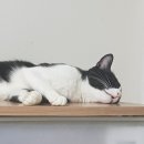 서울허브동물병원 이미지