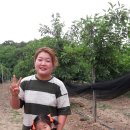 자라진천 이미지