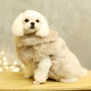 하이보리