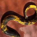 황금장어 이미지