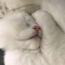 대전본동물병원 이미지