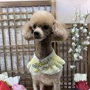 그루밍아지 이미지