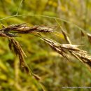 달뿌리집 이미지