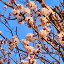 낙동제방길-1 이미지