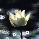 토실