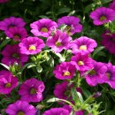 하나 둘 셋 넷 이미지