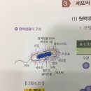 1권 원핵생물의구조, 접안렌즈, 남세균 이미지