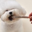 반려동물수제간식창업 이미지