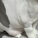 뱃살야옹 이미지