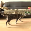 고양이 별 이미지