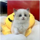 펫365 강아지분양 고양이분양 전주본점 이미지