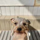 클라우드독 미용실 이미지