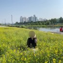 장미축제 | 서울 노원 5월 가볼만한 곳 - 중랑 서울장미축제 후기