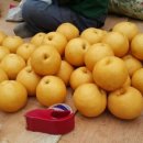 장터농장 이미지