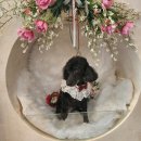 몽클똥개 이미지