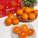 수망리 | 귤스데이 서귀포 조생귤 못난이 솔직후기 수망리 맛있는 귤 추천