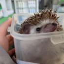 상도힐링동물병원 이미지