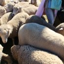 순한농장 이미지