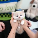 울산 고양이분양 미유펫 이미지