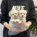 블리독 위례점 고양이강아지분양 말티푸 비숑 포메라니안 | 부산 강아지분양 고민이시라면 부산강아지분양 헬스독 애견입양 말티푸들포메라니안미니비숑