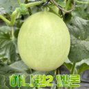 멜론 - 거제시 아주1로 34 | 멜론