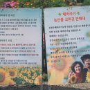 해바라기농장 이미지
