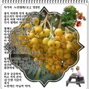 노란열매 이미지