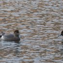 월동소류지 이미지