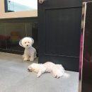 미라클 동물병원 이미지