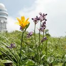 화원 이미지