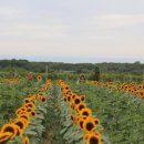 주립농장 이미지