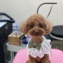 아미고펫 이미지