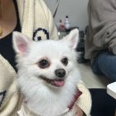 오브메르 이미지