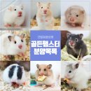깃털동물상점