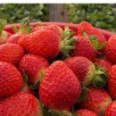 오삼농장 이미지