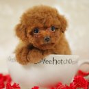 House Sincere 이미지