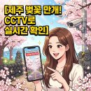 한라전설(주) | 제주 벚꽃 실시간 현황! 명소 CCTV로 실시간 확인하는 법