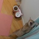 캣앤캣 고양이 병원 이미지