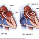 인천동물심장내과 이미지