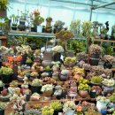 꽃님이네 이미지