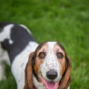 허쉬퍼피 이미지