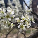 꽃채운 천아트 이미지