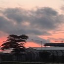 kiss My Dog 이미지